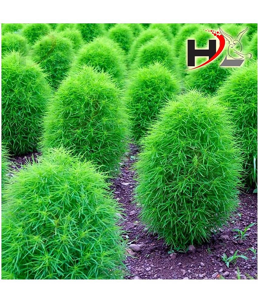 HL Kochia Green Grass Ball Flower Hybrid Seeds For Home Gardening Planting