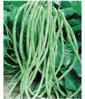 Raunak Seeds Lobiya Cowpea Super Selection, 50 Seeds Seed