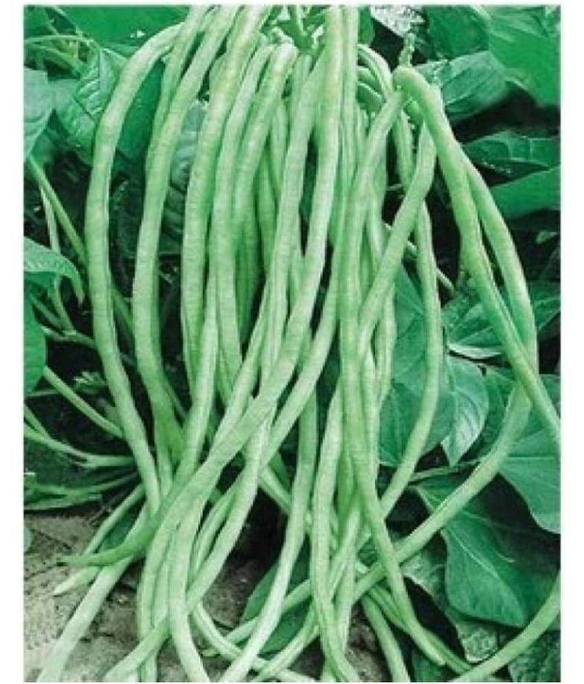 Raunak Seeds Lobiya Cowpea Super Selection, 50 Seeds Seed