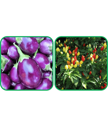 Aero Seeds Ornamental Chilli ( 30 Seeds) And Brinjal Purple Round ( 30 Seeds) Vegetable Seeds Pack
