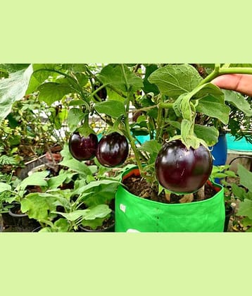 homeagro - Brinjal Vegetable ( 100 Seeds )
