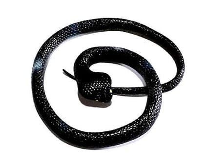 Nawani.Rubber Snake,Realistic Snake Toy Size -64/3 cm