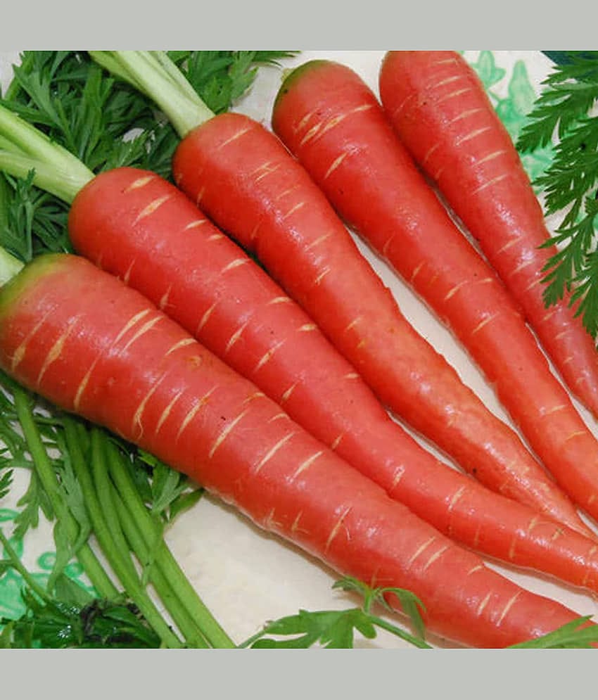 LiveNature Red Carrot Seeds | Lal Gajar Seeds | Winter Outdoor Vegetable Plant Seeds | Best For Home Garden & Terrace – Pack of 100 Seeds