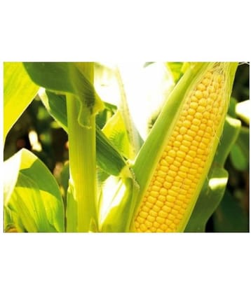 Joycity Organic Sweet Corn Seeds (150+ seeds)
