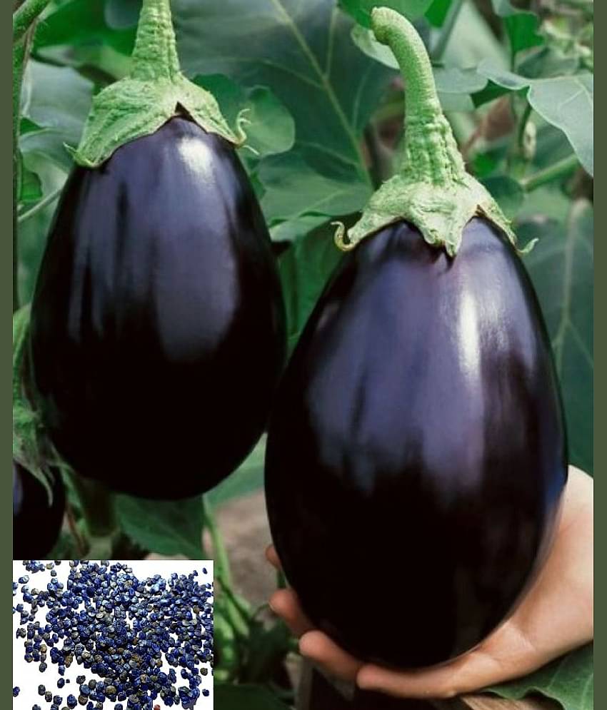 homeagro - Brinjal Vegetable ( 50 Seeds )