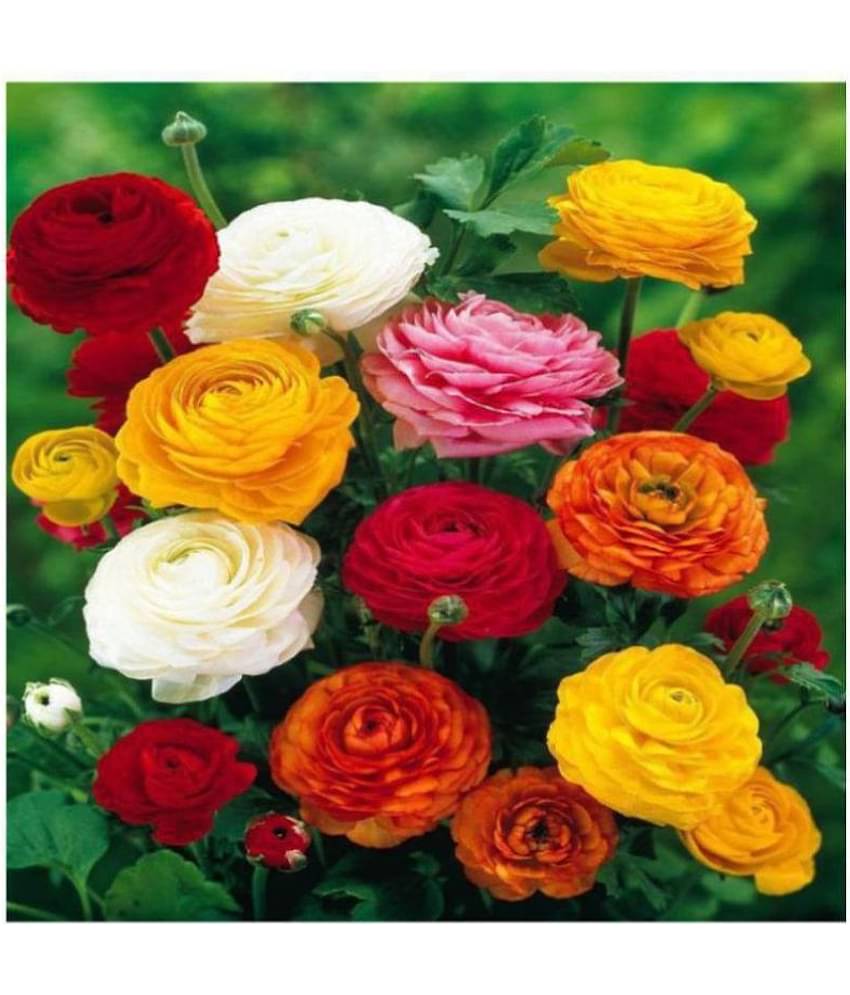 Matrix Ranunculus Asiaticus Flower Seeds