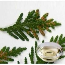 Cypress Floral Hydrosol