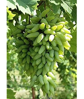 FINGER GRAPE GREEN ANGUR FRUIT PLANT 20 SEEDS PACK WITH FREE POTTING SOIL AND USER MANUAL FOR HOME GARDENING USE