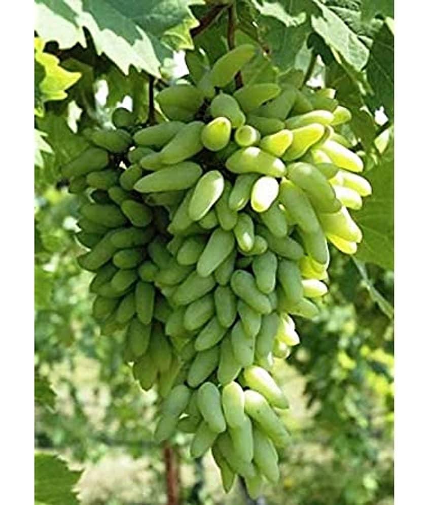 FINGER GRAPE GREEN ANGUR FRUIT PLANT 20 SEEDS PACK WITH FREE POTTING SOIL AND USER MANUAL FOR HOME GARDENING USE