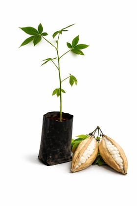 Ilavam Panju Maram Live Plant Sapling | Kapok Tree | Silk Cotton Tree (Ceiba pentandra)