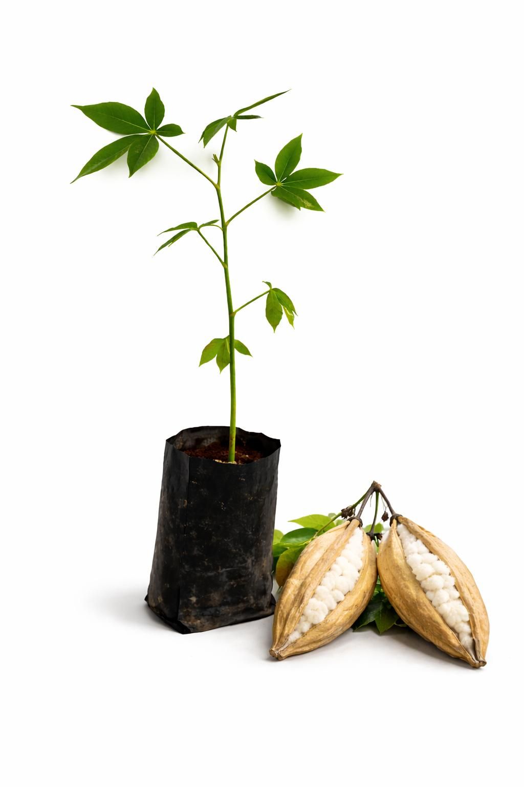 Ilavam Panju Maram Live Plant Sapling | Kapok Tree | Silk Cotton Tree (Ceiba pentandra)