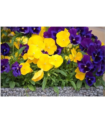 Creative Farmer Flower Seeds Pansy Hybrid Mix Seeds Flower Seeds For Home Garden-100 Seeds