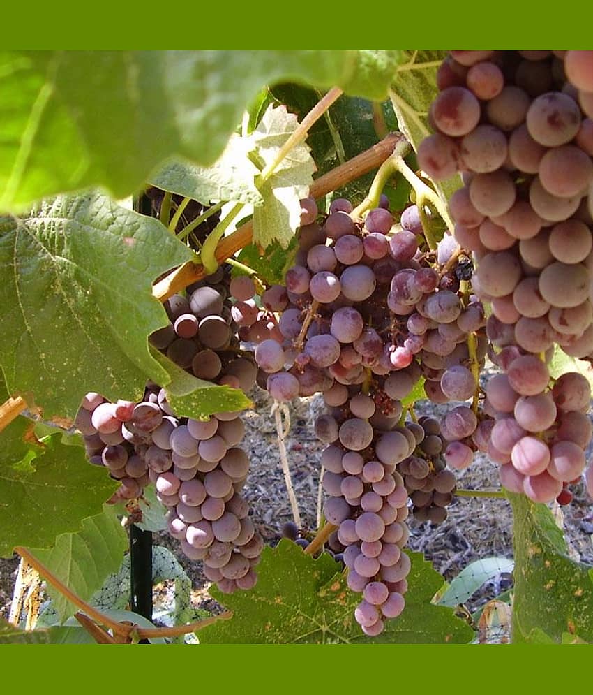 homeagro - Black Grape Fruit ( 20 Seeds )