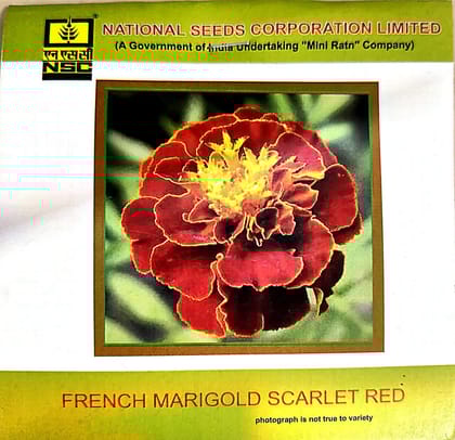 NSC French Marigold Scarlet Red Flower Seed