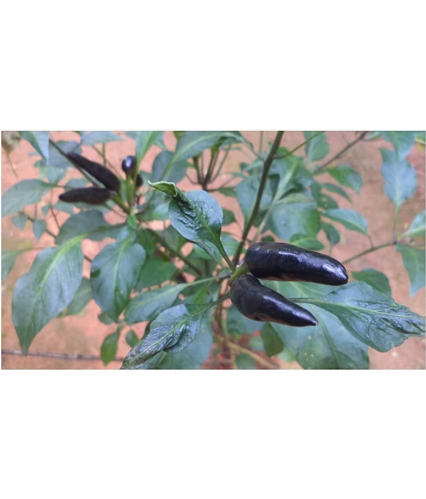 Saraswati Gardens : 50 Seeds of Rare Organic Hot Chilli Dark Purple Pepper Cayenne Best for Pot Container Terrace Balcony Poly House Growing Sowing