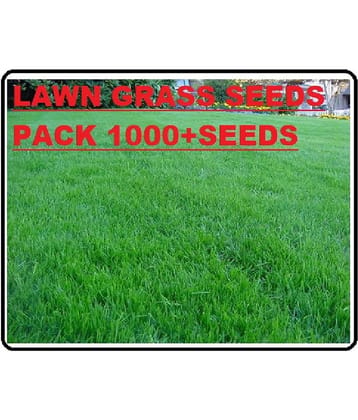 Lawn Grass seed - 1000+ seeds/Pack, FOR OUTDOOR HOME LAWN AND TERRACE GARDENING USE Instruction Manual Inside Package