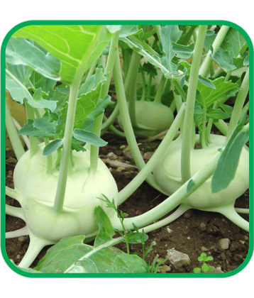 Aero Seeds Knolkhol Pack of 50 Seeds