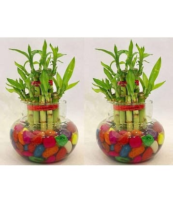 Green plant indoor - Green Wild Artificial Flowers With Pot ( Pack of 2 )