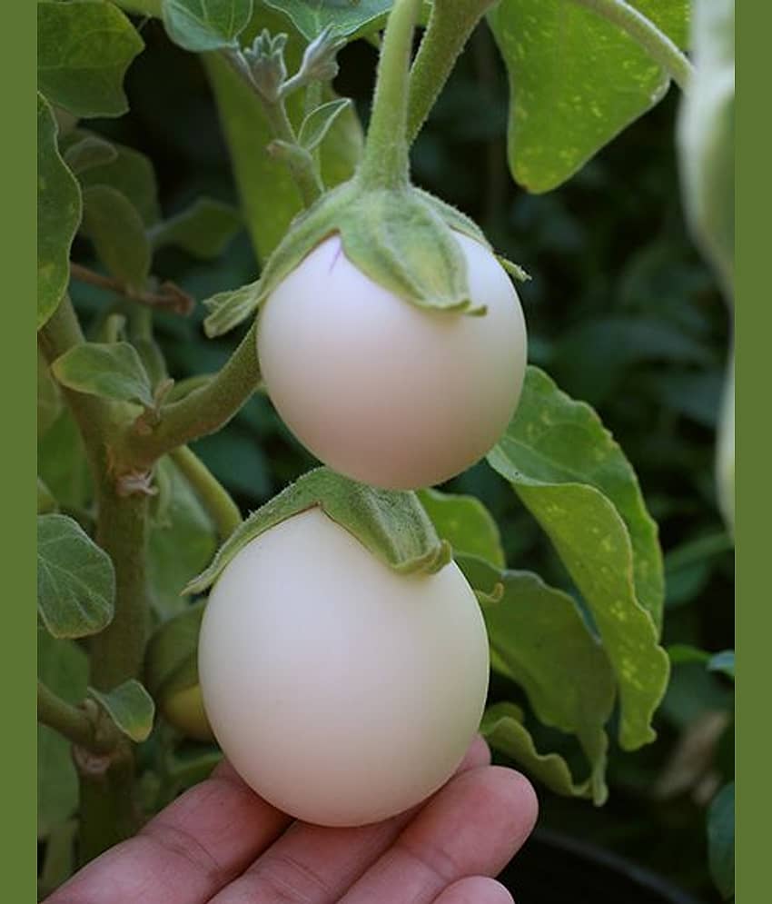 Brinjal white round 50 seeds pack with user manual