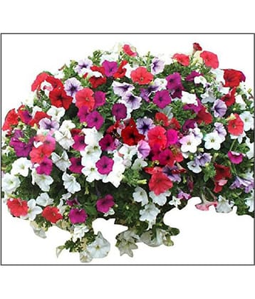 Petunia Hybrida Seeds Flower Seeds
