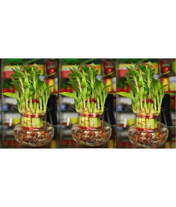 Green plant indoor - Green Wild Artificial Flowers With Pot ( Pack of 3 )