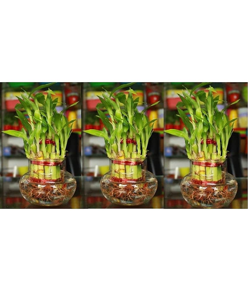Green plant indoor - Green Wild Artificial Flowers With Pot ( Pack of 3 )