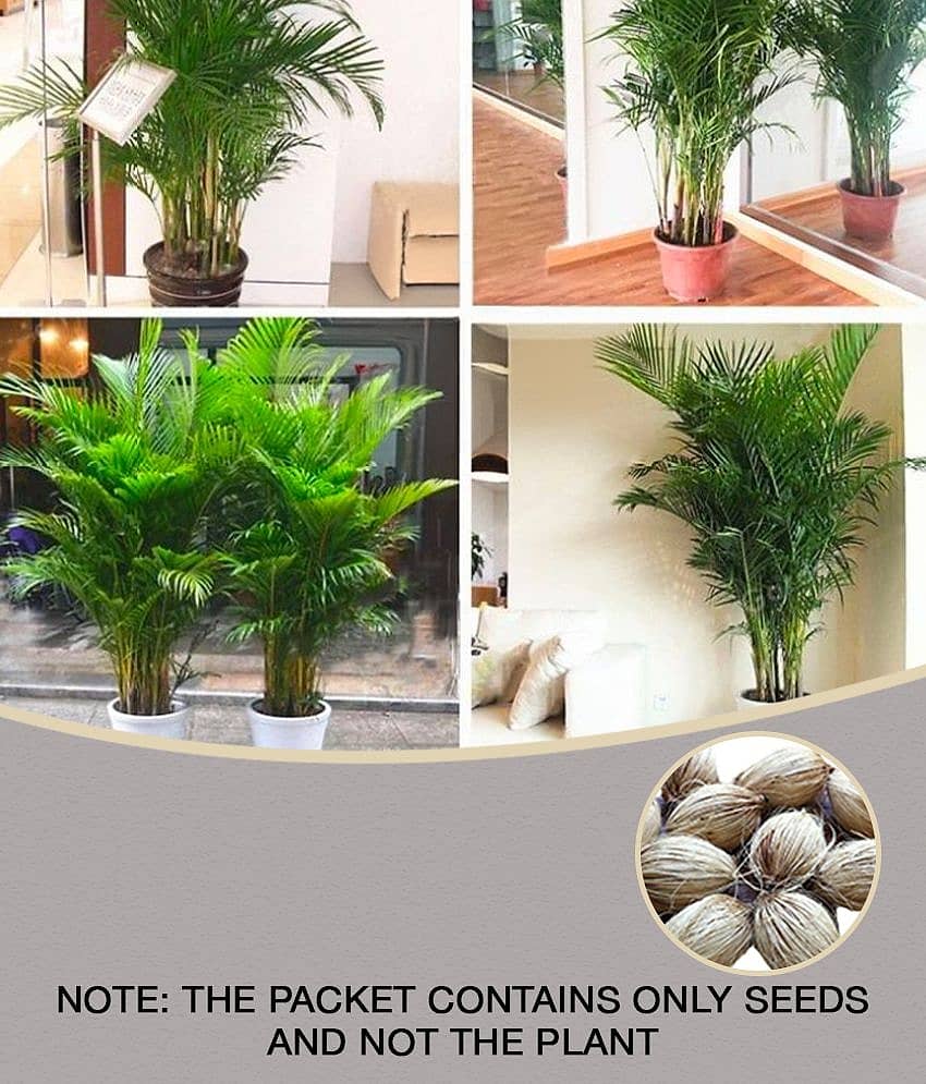 sky star agro & co. - Areca palm Plant ( 5 Seeds )
