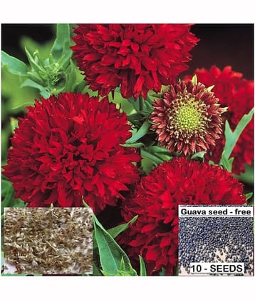 homeagro - Gaillardia Mixed Flower ( 20 Seeds )