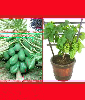 homeagro - Combo of Papaya F1 Hybrid Fruit ( 50 seed ) and Cucumber Vegetable ( 50 seed)