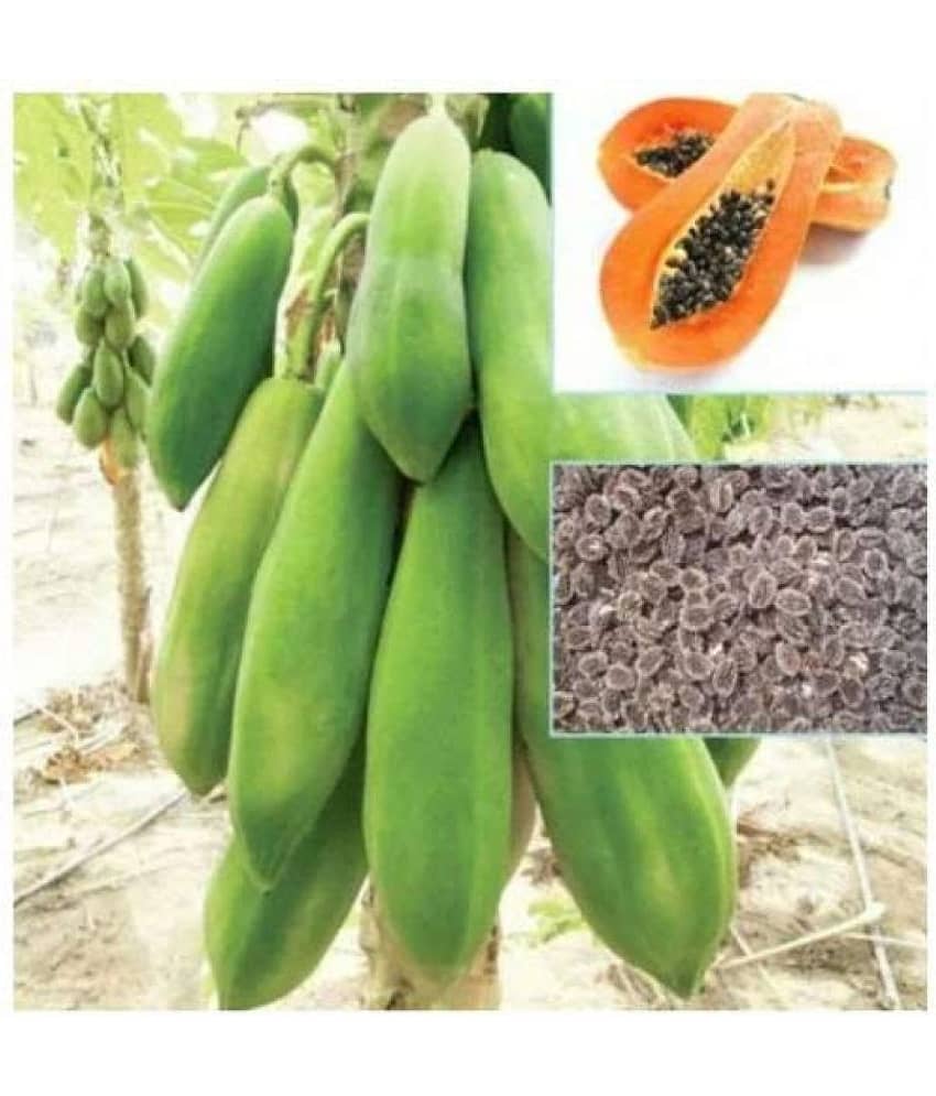 TSY Thai Papaya Seeds Hybrid Variety Dwarf Fruit 50 Seeds Packet