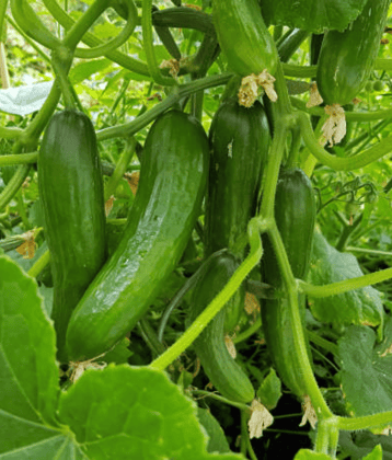 Jignisha Seeds Hybrid Cucumber Vegetable ( 50 Seeds )