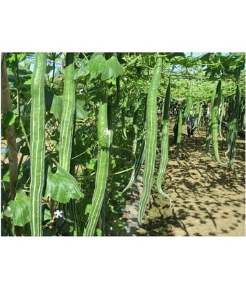 BS SEEDSSnake Gourd/Chachinda Desi-2 pkts Each 30 Seeds
