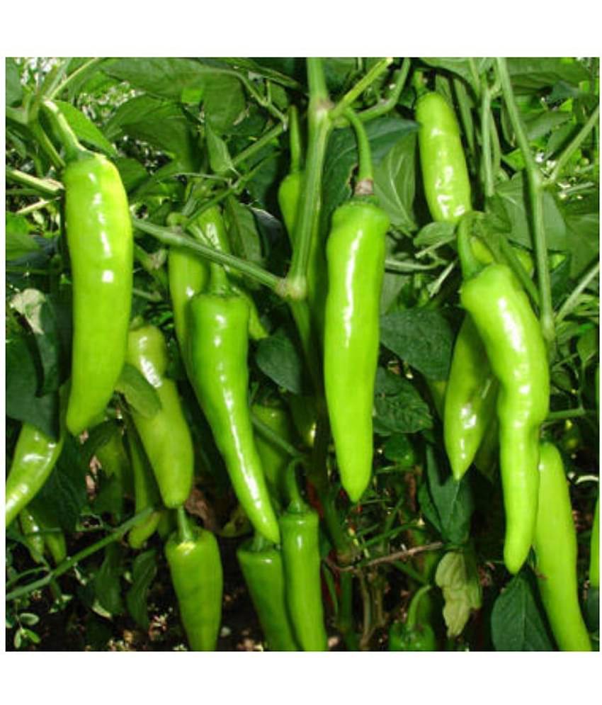 homeagro - Chilli Vegetable ( 50 Seeds )