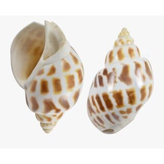 KESAR ZEMS Natural Giraffe Color Pattern Kaudi/Kodi/Cowry /Small Shankhu SEASHELL Stone For Art And Crafts/Table Decorat KESAR ZEMS Natural Giraffe Color Pattern Kaudi/Kodi/Cowry /Small Shankhu SEASHELL Stone For Art And Crafts/Table Decorat