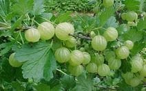 Amla