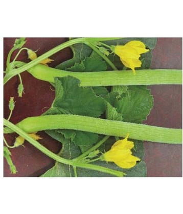 Long Melon Kakri Seeds, Cucumber Kakdi Seeds Pack Of 300 Tar Seeds