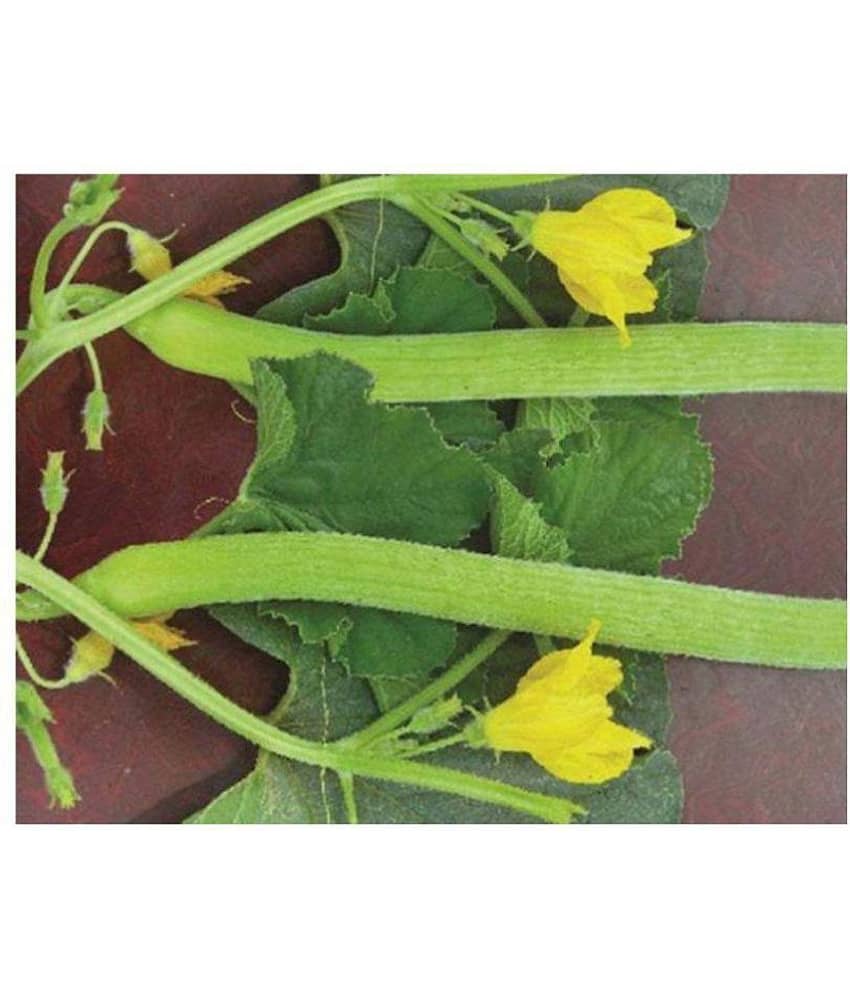 Long Melon Kakri Seeds, Cucumber Kakdi Seeds Pack Of 300 Tar Seeds