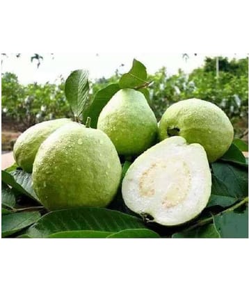 Golden Hill guava seeds for home gardening