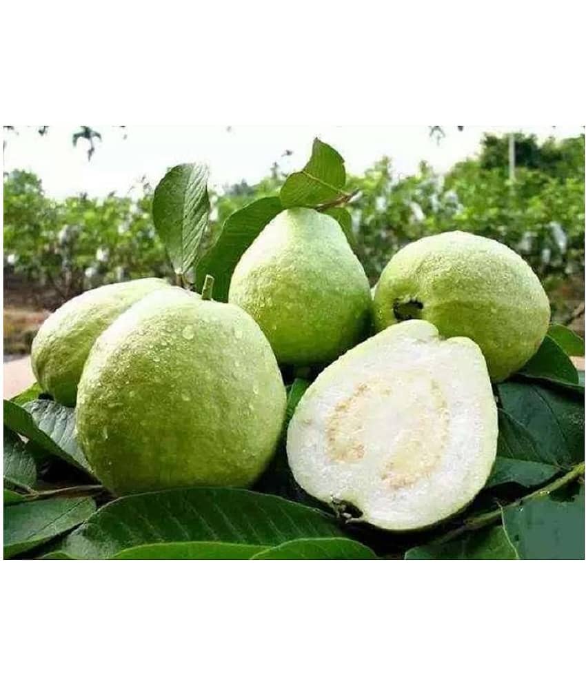 Golden Hill guava seeds for home gardening