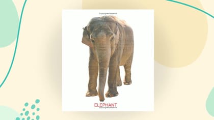 Kiddy Board - Zoo Animals [Hardcover] Dreamland Publications