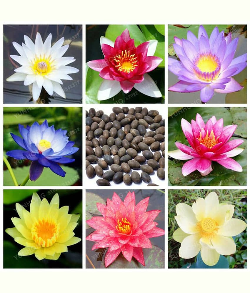 Mixed Lotus Flower Seeds Combo Pack,Blue,Pink,White,Red,Exotic Lotus 20 Seeds
