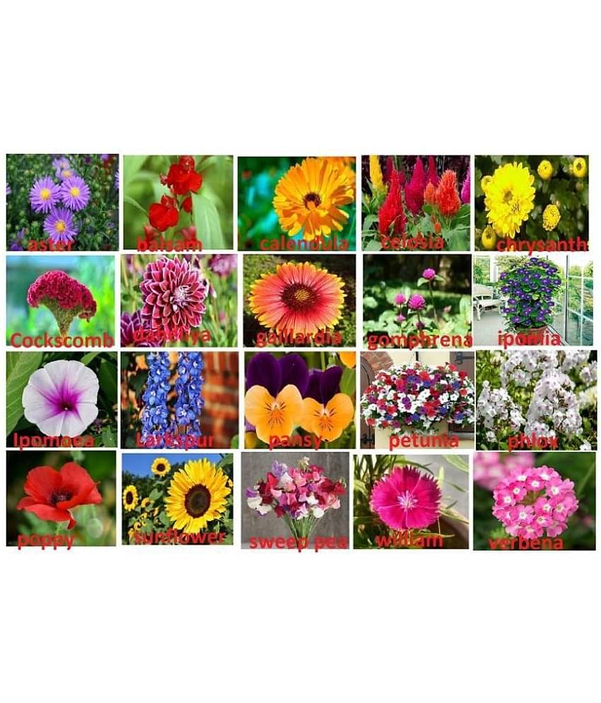 ONLY FOR ORGANIC 20 Flower Seeds (1200 + Seeds) and Instruction Manual