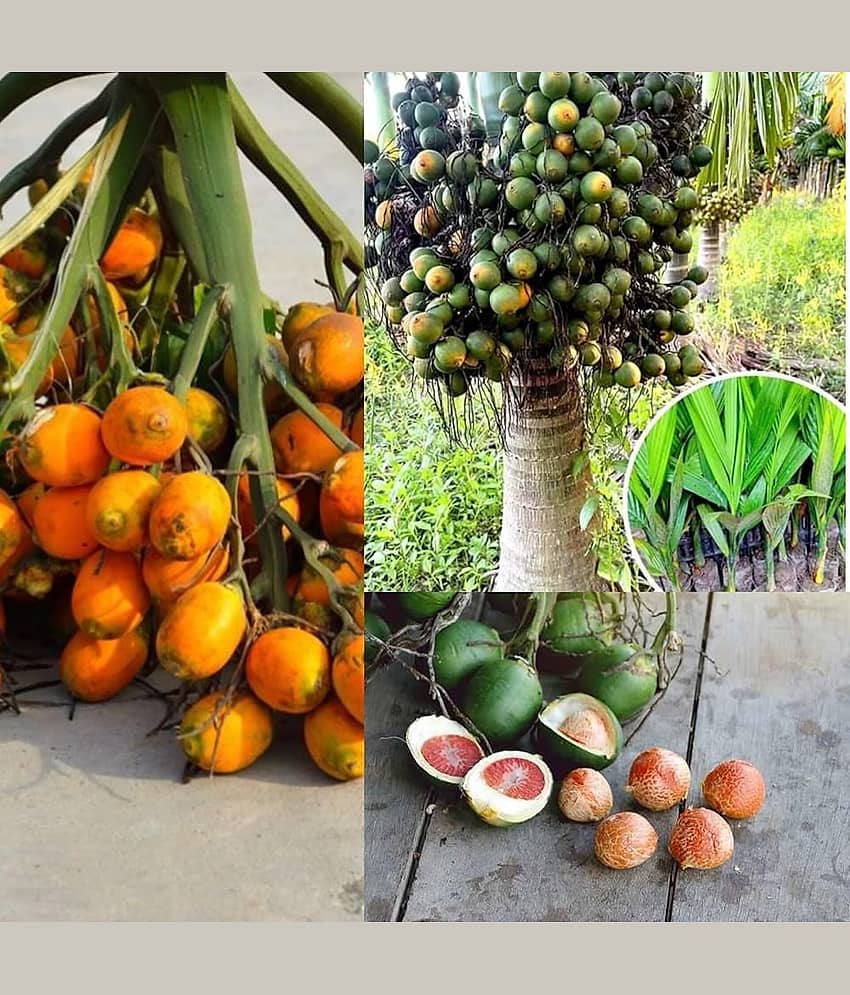 Cloud Farm Outdoor Fruit Plant ( Pack of 1 )