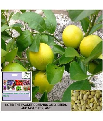 STOREFLIX Lemon Fruit ( 15 Seeds )