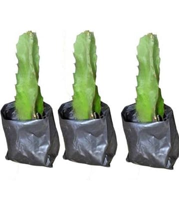 Cloud Farm Outdoor Fruit Plant ( Pack of 3 )