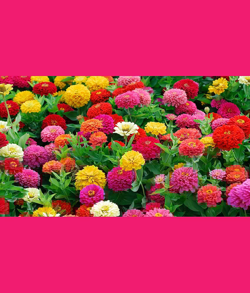 HN organic seed - Zinnia Mixed Flower ( 20 Seeds )
