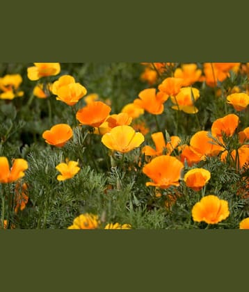 Poppy california flower 50 seeds pack with free cocopeat and user manual