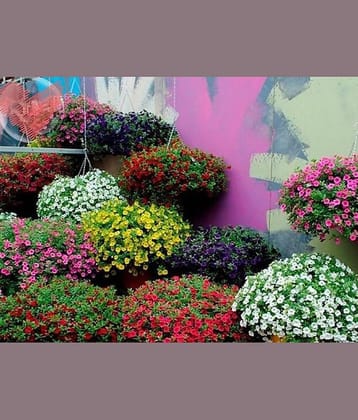 homeagro PANSY MIXED FLOWER SEEDS (50 SEEDS)