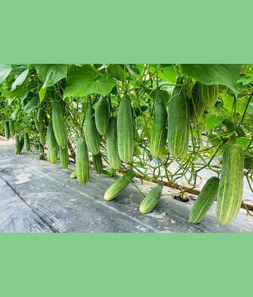Cucumber KHIRA 50 High Germination Seeds PACK for Your Garden WITH USER MANUAL Organic Hybrid Vegetable Seeds