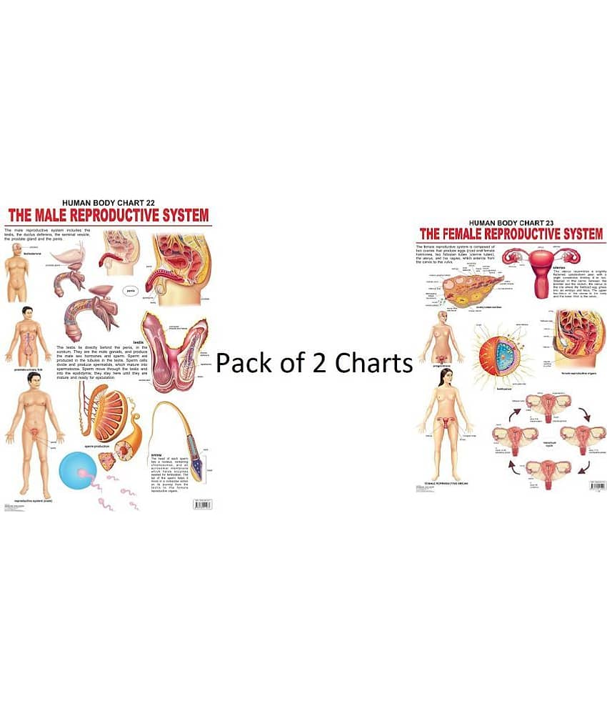 The Male and Female Reproductive System - Pack of 2 Charts (Laminated Charts) (Size: 48cm x 73cm)